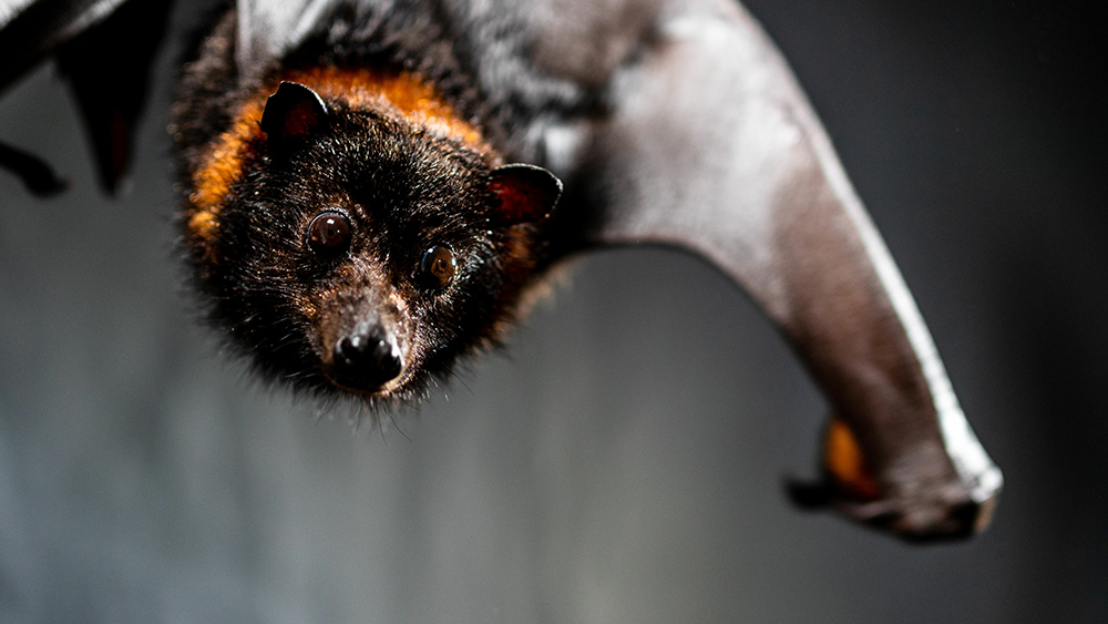 Fruit bat, Bridled white eye bird likely extinct 