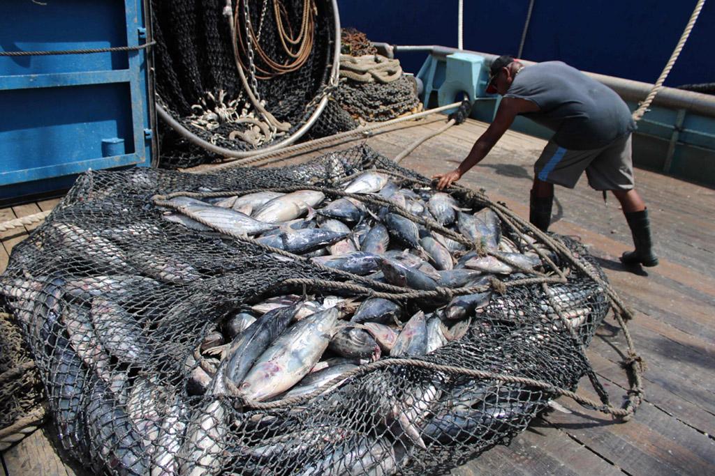 Marshalls-Walmart tuna supply deal doubles tonnage