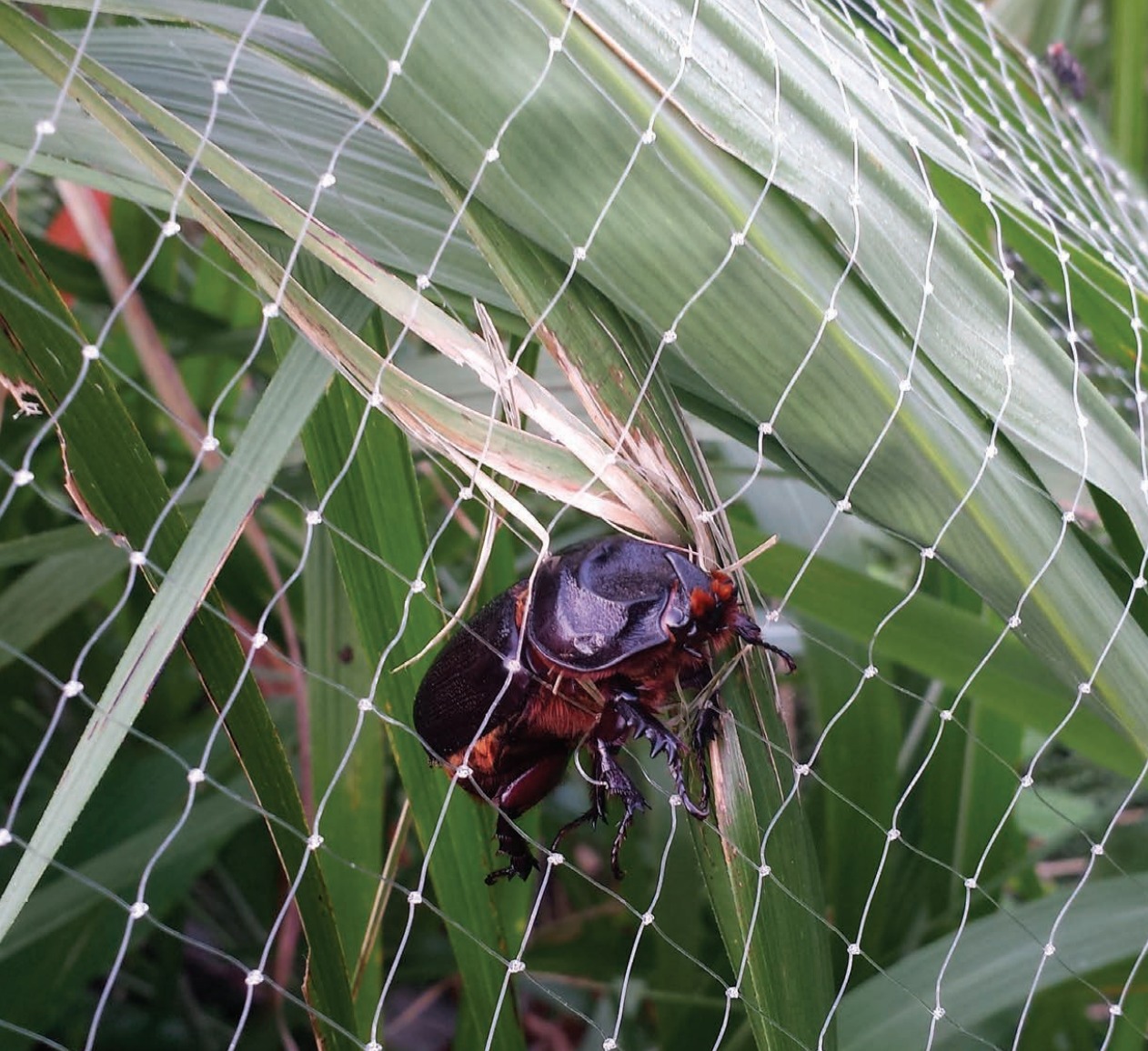 Dept of Interior:  $1.2M in grants to help combat invasive species across Pacific