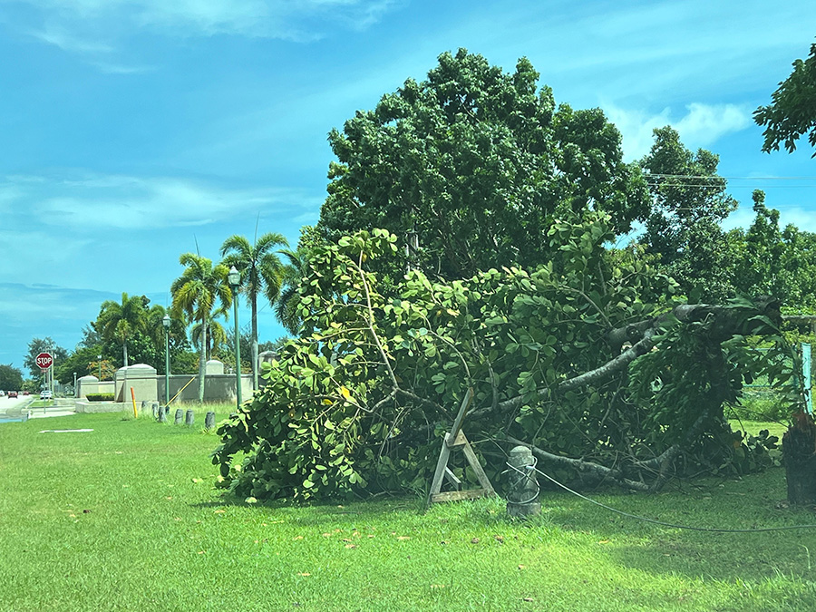 A large tree along Micro Beach Road inside American Memorial Park was felled by the typhoon. Photo by Mark Rabago